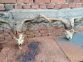 рога от пръч ,козел, снимка 2