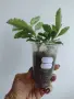 Каланхое, kalanchoe wendy Tinker Bell, снимка 3