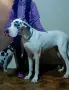 Немски дог Great dane, снимка 5