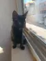 Подаряват се три спасени малки котенца, снимка 9