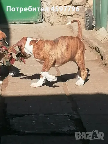 Малки боксерчета вече с втора ваксина си търсят своето семейство ♥️🐕‍🦺 