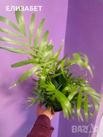 Palms palms palm