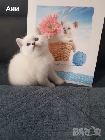 БРИТАНСКИ КОТЕНЦА СРЕБЪРНИ ,БЕЛИ И ЗЛАТНИ