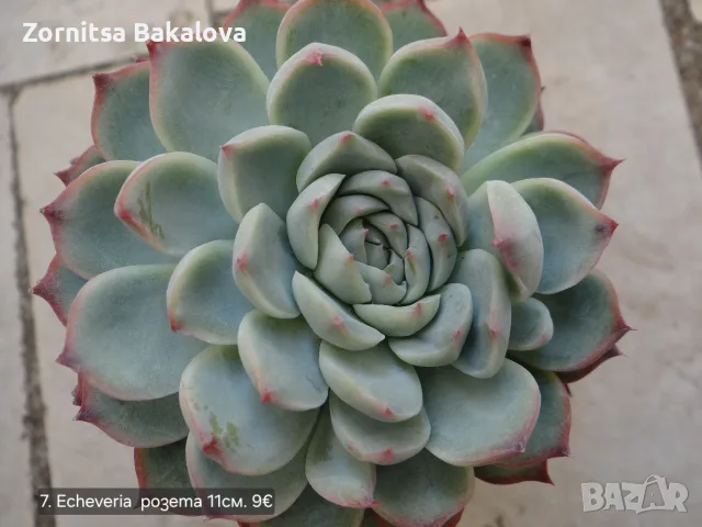 Сукуленти Echeveria различни видове, снимка 13 - Стайни растения - 56716473
