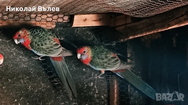 мъжки пенантови розели