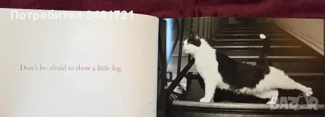 Cattitude Box Set, снимка 4 - Други - 56715704
