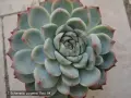 Сукуленти Echeveria различни видове, снимка 13