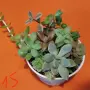 Сукуленти микс вкоренени, снимка 15