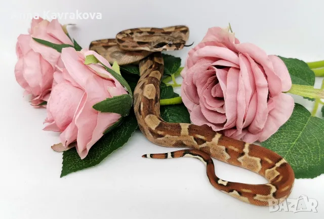 Boa constrictor imperator /Боа удушвач