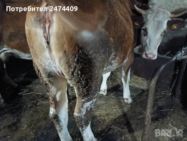 Женско теле симентал, снимка 4 - Крави - 56556102
