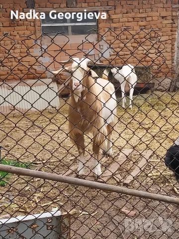 Продавам млад козел , снимка 3 - Кози - 56666027