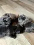 малки френски булдочета , снимка 1