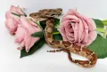 Boa constrictor imperator /Боа удушвач, снимка 1
