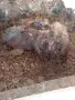 Китайски чайки., снимка 5