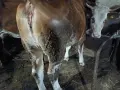Женско теле симентал, снимка 4