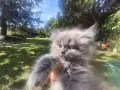 Персийски котенца продавам, снимка 3