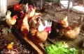 декоративни кокошки шабо, снимка 1
