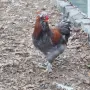 Продавам  петли, снимка 8