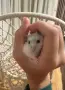 Продавам хамстери , снимка 2