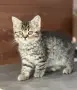 Британски късокосмести - кафяво таби, снимка 3