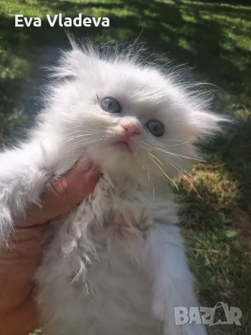 Персийски котенца продавам, снимка 2 - Персийска - 56589079