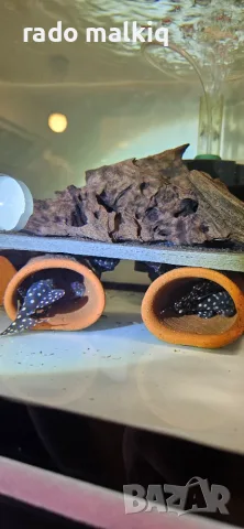 Anciatrus и Hypancistrus, снимка 4 - Рибки - 56739435