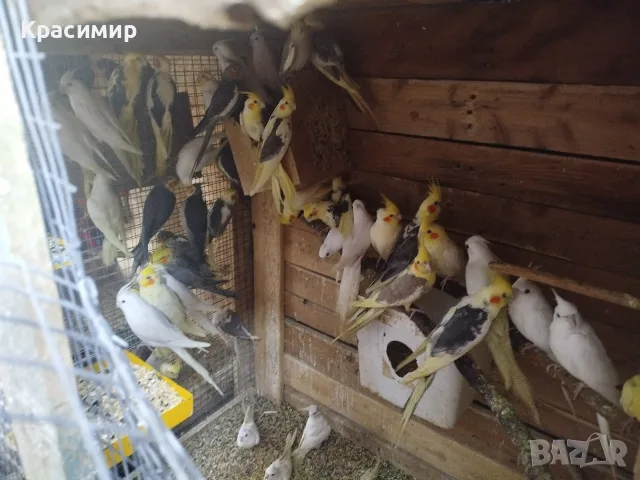 различни видове птици , снимка 6 - Папагали - 56565502