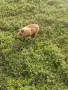 Чистокръвни пинчери !, снимка 10