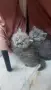 Продавам британски котета , снимка 2