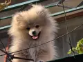 Свободен померан Мъжки, снимка 3