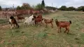  кози  женски ярета 1бр пръч, снимка 1