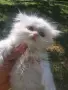 Персийски котенца продавам, снимка 2