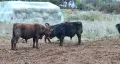 Продавам месодайни телета , снимка 1