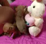 Продавам малки кученца., снимка 10