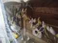 различни видове птици , снимка 6