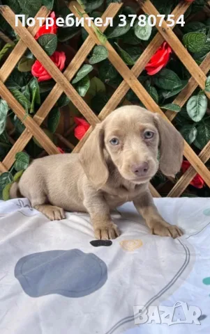 Дакел dachshund , снимка 3 - Дакели - 56691920