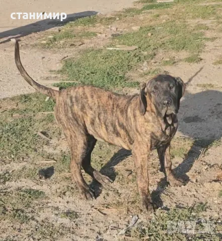 Дого Канарио/Преса Канарио 