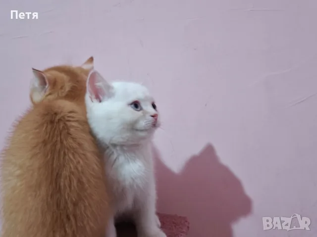 Разкошни шотландски котенца, снимка 12 - Британска късокосместа - 56688456