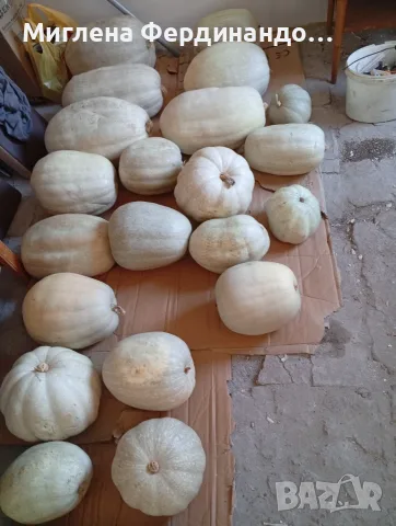 Продавам тикви,голямо количество!, снимка 2 - Домашни продукти - 56600619