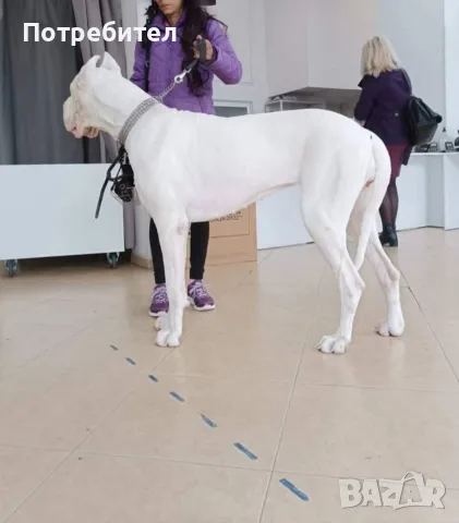 Немски дог Great dane, снимка 4 - Немски дог - 56631098