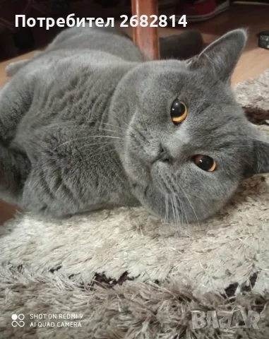 Британски котенца, снимка 11 - Британска късокосместа - 56593849