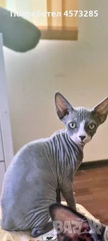 Котка канадски сфинкс