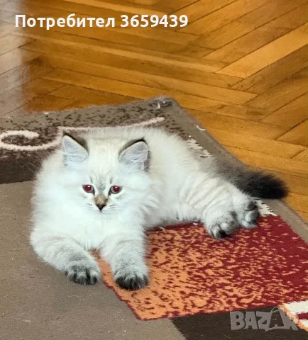 Невска маскарадна котка , снимка 3 - Други - 55002921
