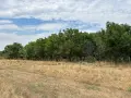 Продавам орехова градина, снимка 10