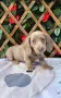 Дакел dachshund , снимка 3