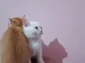 Разкошни шотландски котенца, снимка 12