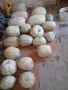 Продавам тикви,голямо количество!, снимка 2