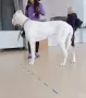 Немски дог Great dane, снимка 4