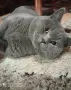Британски котенца, снимка 11