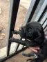 Продавам кученца Кане корсо, снимка 10